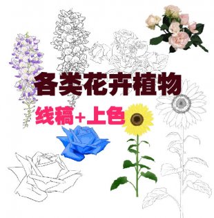 ֲﻨܲݘ(sh)ľ+ɫز ֲ宋(hu)L(hu)ָ往1