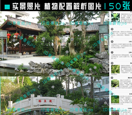 精選150張植物配置分析實景參考圖 園林景觀植物解析設(shè)計素材