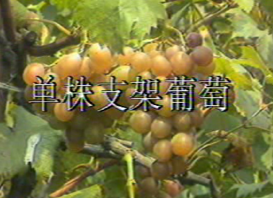 ѷNֲgЧ༼gxμg NY 