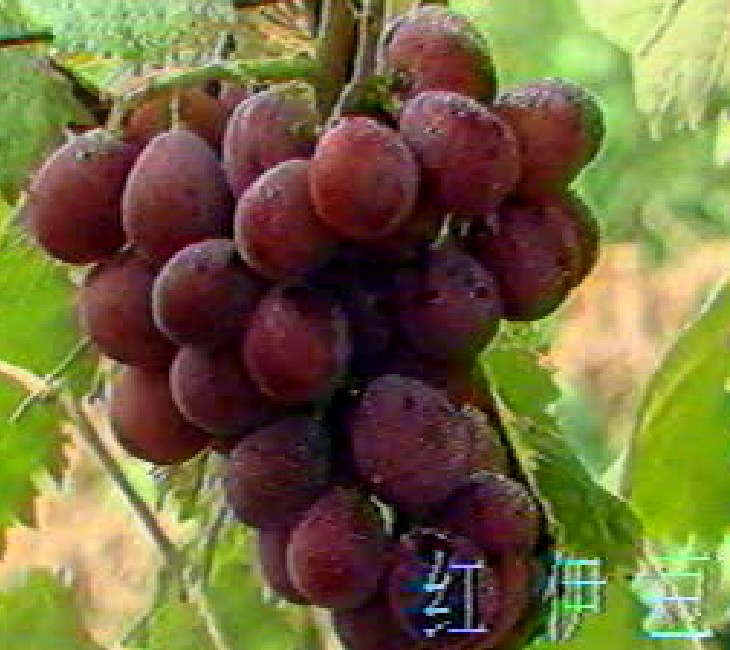 ѷNֲgЧ༼gxμg NY 
