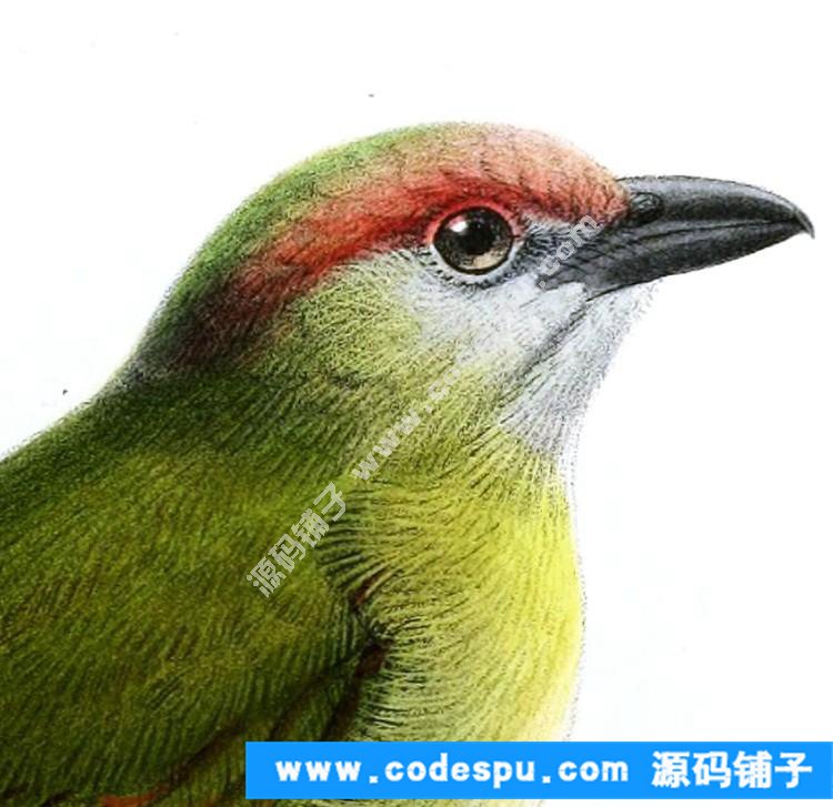 國畫工筆花鳥畫必備素材 鳥類圖譜彩色版高清大圖909幅共3.15G