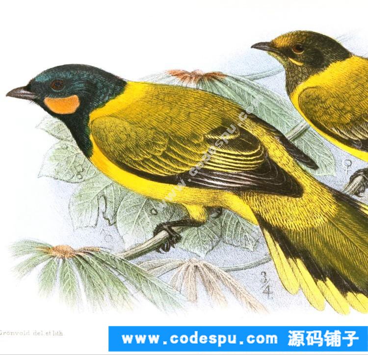 國畫工筆花鳥畫必備素材 鳥類圖譜彩色版高清大圖909幅共3.15G