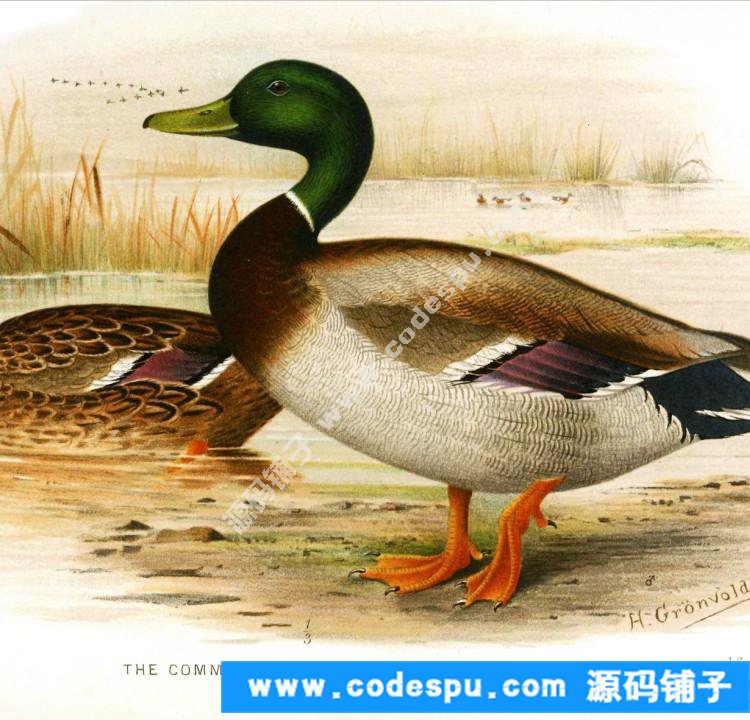 國畫工筆花鳥畫必備素材 鳥類圖譜彩色版高清大圖909幅共3.15G