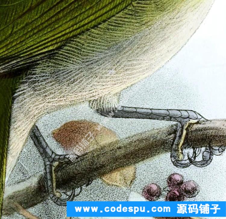 國畫工筆花鳥畫必備素材 鳥類圖譜彩色版高清大圖909幅共3.15G