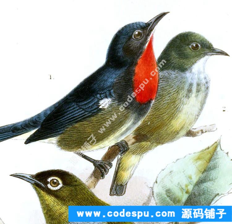 國畫工筆花鳥畫必備素材 鳥類圖譜彩色版高清大圖909幅共3.15G