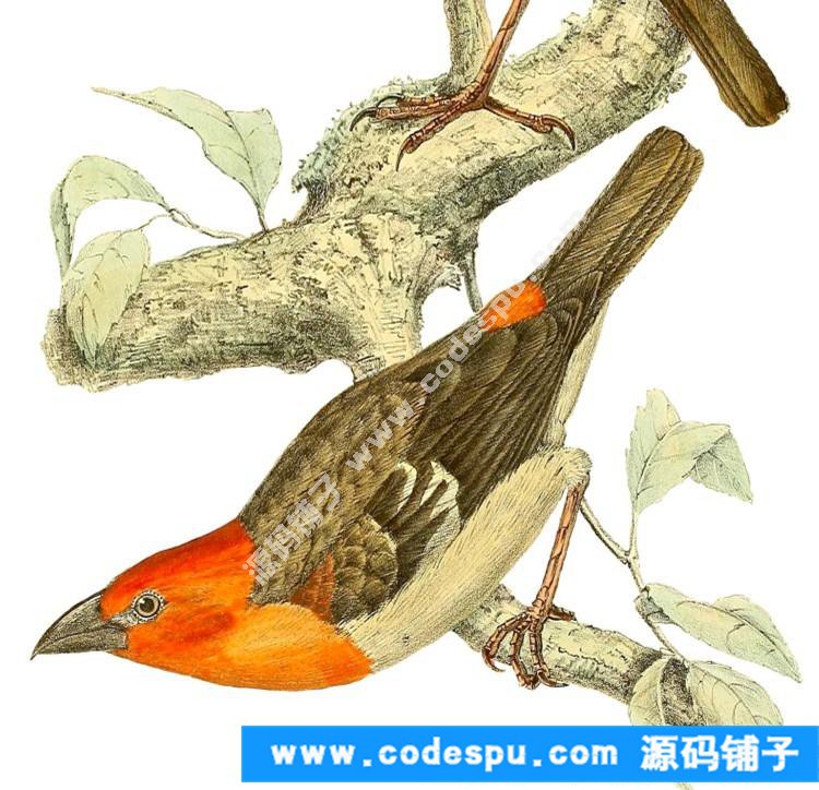 國畫工筆花鳥畫必備素材 鳥類圖譜彩色版高清大圖909幅共3.15G