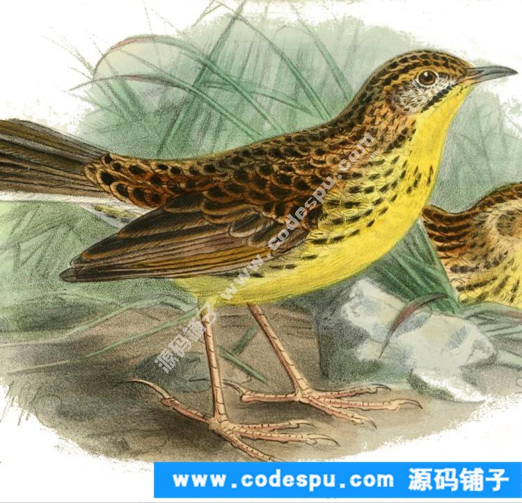 國畫工筆花鳥畫必備素材 鳥類圖譜彩色版高清大圖909幅共3.15G