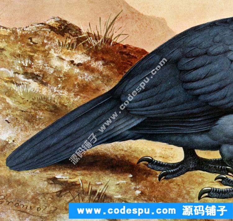 國畫工筆花鳥畫必備素材 鳥類圖譜彩色版高清大圖909幅共3.15G