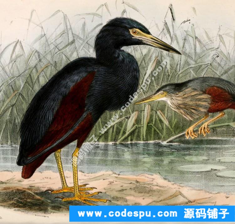 國畫工筆花鳥畫必備素材 鳥類圖譜彩色版高清大圖909幅共3.15G