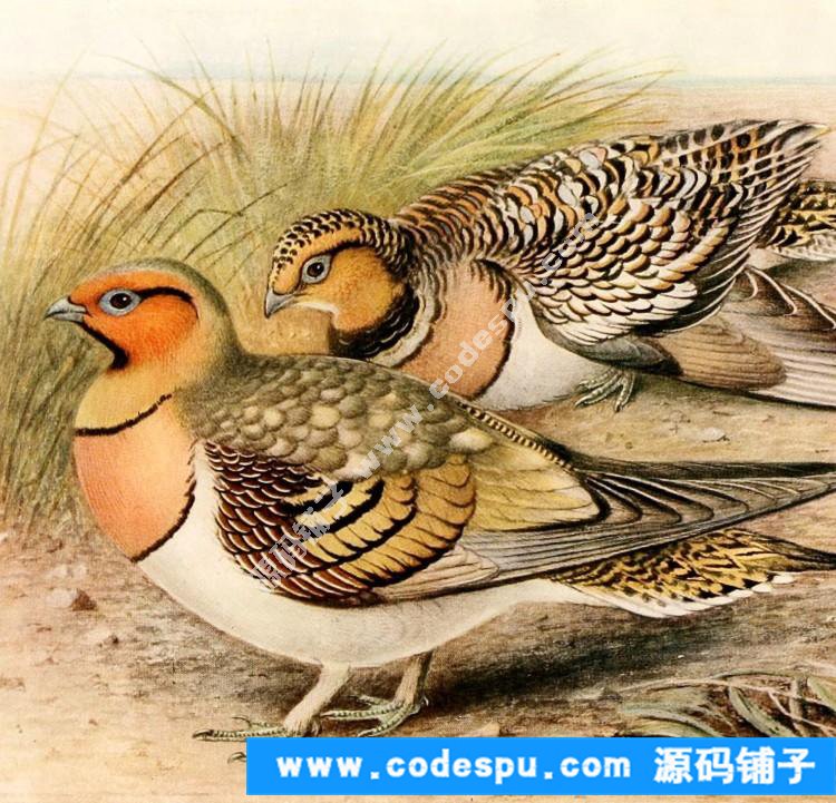 國畫工筆花鳥畫必備素材 鳥類圖譜彩色版高清大圖909幅共3.15G