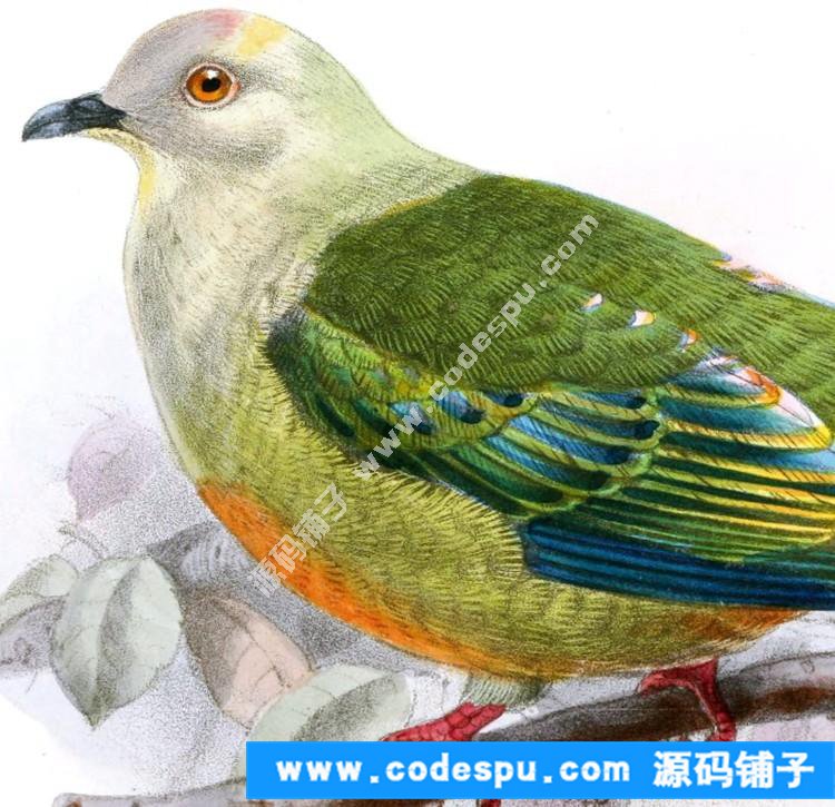 國畫工筆花鳥畫必備素材 鳥類圖譜彩色版高清大圖909幅共3.15G