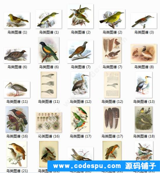 國畫工筆花鳥畫必備素材 鳥類圖譜彩色版高清大圖909幅共3.15G