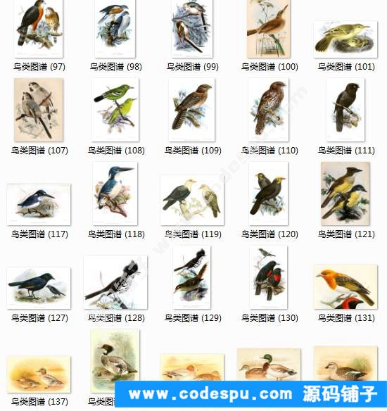 國畫工筆花鳥畫必備素材 鳥類圖譜彩色版高清大圖909幅共3.15G