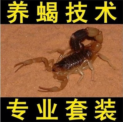BЫgȫ BЫ̳ҕlYόügȫ