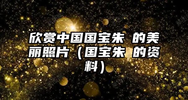 欣賞中國國寶朱鹮的美麗照片（國寶朱鹮的資料）