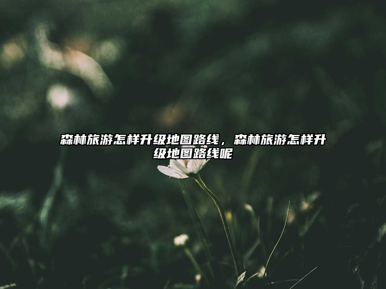 森林旅游怎樣升級地圖路線，森林旅游怎樣升級地圖路線呢