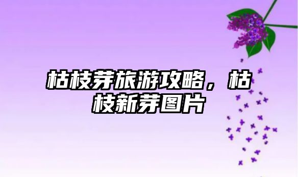 枯枝芽旅游攻略，枯枝新芽圖片